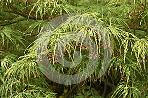 Acer palmatum plant