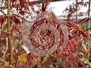Acer palmatum 'Red Flash'