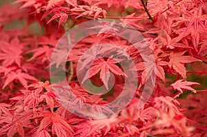 Acer palmatum