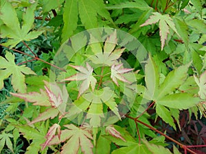 Acer palmatum `Sango-Kaku`