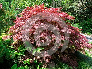 Acer palmatum var. dissectum Crimson Queen tree