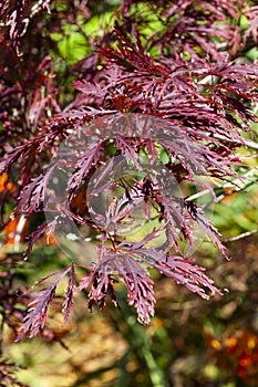 Acer Palmatum var. dissectum `Garnet