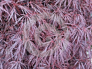 Acer palmatum var. dissectum 'Garnet'