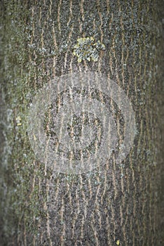 Acer platanoides bark close up