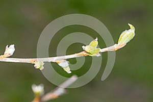 Acer platanoides Deborah twig and buds