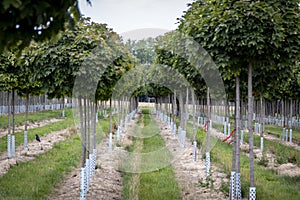 Acer platanoides Globosum, view into a tree nursery