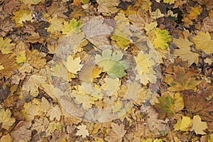 Acer platanoides leaves on the ground