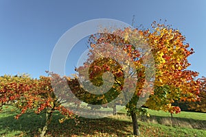 Acer platanoides, Norway maple in autumn, Hagen, Lower Saxony, Germany