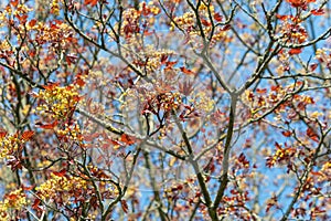 Acer platanoides, the Norway maple in spring
