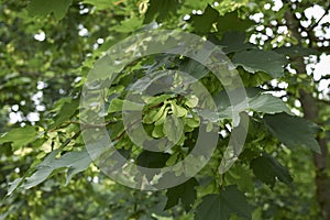 Acer platanoides tree close up