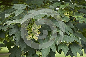 Acer platanoides tree close up