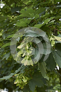 Acer platanoides tree close up