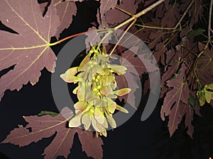 Acer pseudoplatanus atropurpureum tree