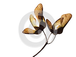 Acer pseudoplatanus, sycamore tree seeds, Isolated on white.