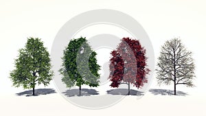 Acer rubrum (Four Seasons) photo