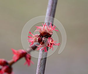 Acer saccharinum