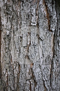 Acer saccharinum bark close up