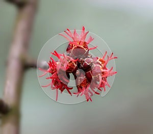 Acer saccharinum buds