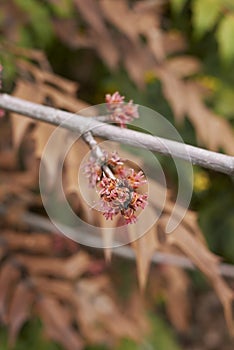 Acer saccharinum flowers