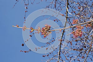 Acer saccharinum flowers