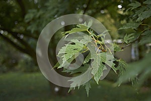 Acer saccharinum tree