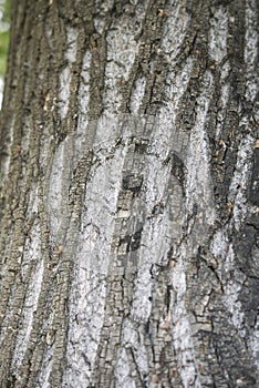 Acer saccharinum trunk