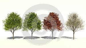 Acer saccharum (Four Seasons)