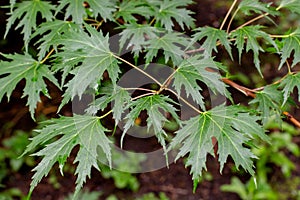 Acer saccharum, young green leaves of silver maple. Branch deciduous deciduous tree of the family Sapindaceae, background