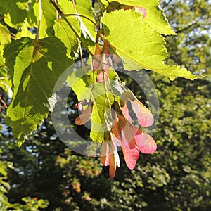 Acer tataricum