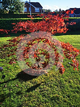 Acer tree in autumn colours