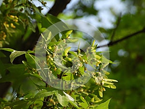 Acer truncatum Bunge in spring