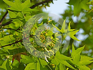 Acer truncatum Bunge in spring