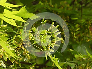 Acer truncatum Bunge in spring