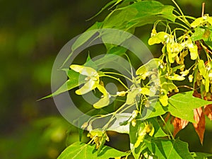 Acer truncatum Bunge in spring