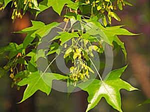 Acer truncatum Bunge in spring