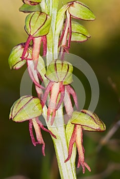 Acera antropophorum.Wild orchid photo