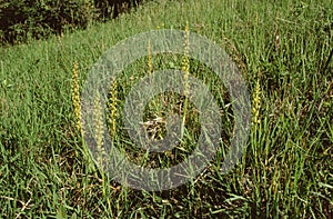 Aceras anthrophorum, Man Orchid whole plants with flowers in grass field photo