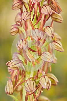 Aceras antropophorum, Man orchid, Gargano in Italy. Flowering European terrestrial wild orchid, nature habitat. Beautiful detail photo
