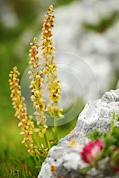 Aceras antropophorum, Man orchid, Gargano in Italy. Flowering European terrestrial wild orchid, nature habitat. Beautiful detail o photo