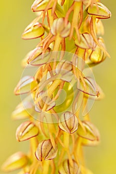 Aceras antropophorum, Man orchid, Gargano in Italy. Flowering European terrestrial wild orchid, nature habitat. Beautiful detail o