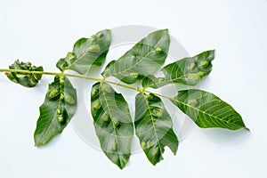 Aceria erinea species of mite which causes galls on leaves of walnut Juglans regia. View of upper part of walnut leaf affected by