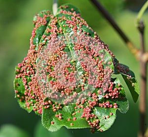 Aceria myriadeum is a species of mites in the family Eriophyidae and genus Aceria on the leaves of the field maple