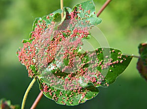 Aceria myriadeum is a species of mites in the family Eriophyidae on the leaves of the field maple (Acer campestre