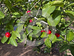 Acerola