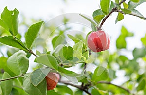 Acerola cherry fruit