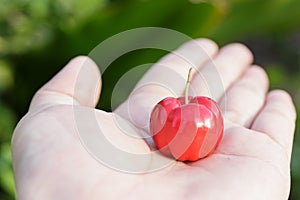 Acerola cherry fruit