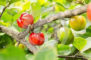 Acerola cherry fruit