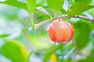 Acerola cherry of thailand on wood. Select focus, Barbados cher