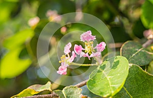 Acerola flower