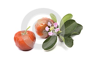 Acerola fruit isolated photo